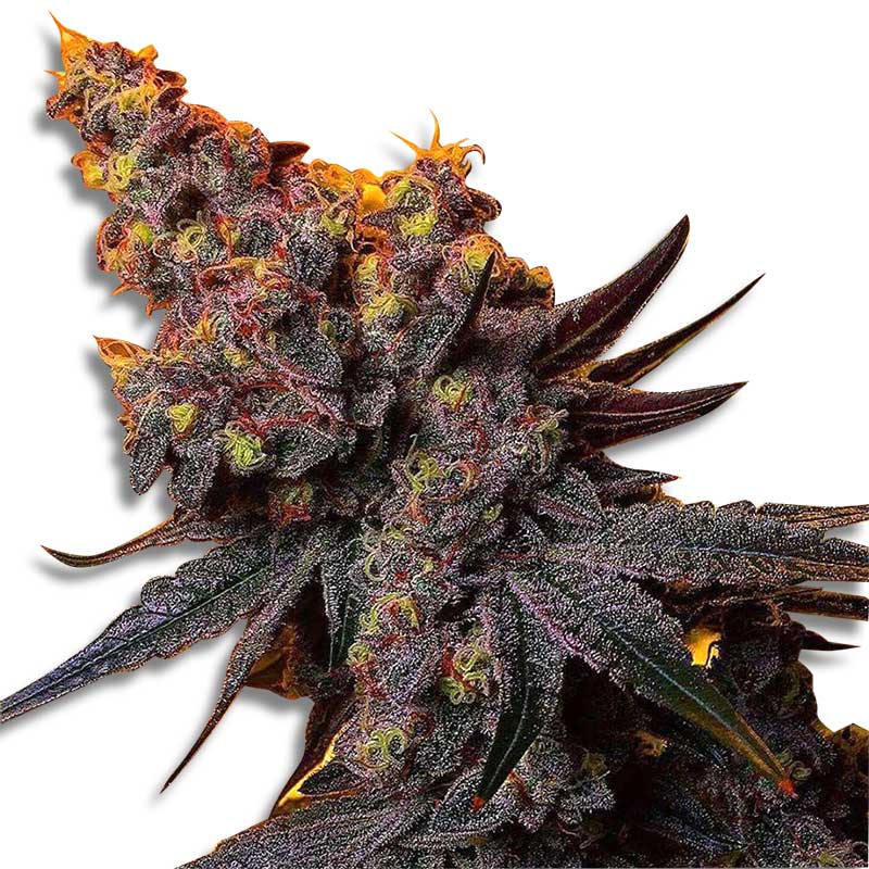 banana-og-feminized-cannabis-seeds2