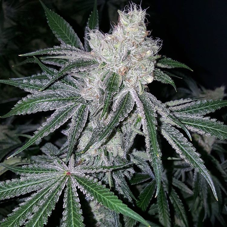 orange-cookies-feminized-cannabis-seeds2